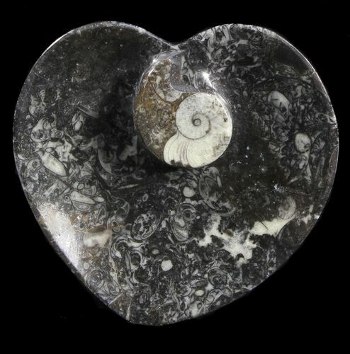 Heart Shaped Fossil Goniatite Dish #39380